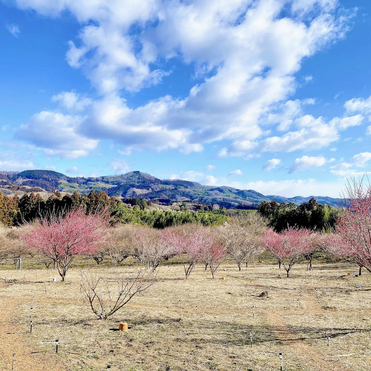 秋間梅林｜Akima Plum Grove